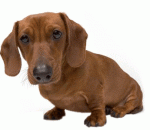 Dog Friendly Motorhome Hire